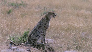 cheetah sitting on mound for vantage point over tall grass, turns and walks away.