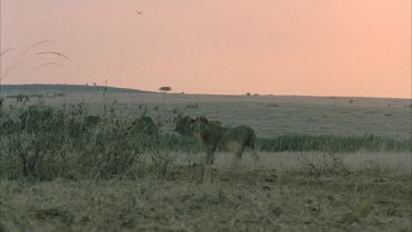 lion standing in grassland with pink sky, sunset