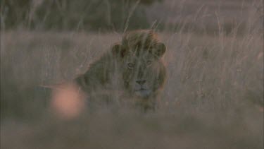 male lion lying down behind grass. Looks at camera. Sunset pink light.