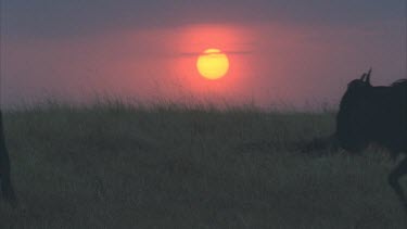 wildebeest in silhouette walk in front of setting sun. They walk in single file