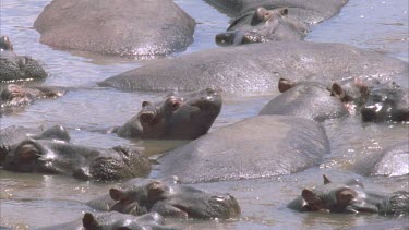 pod of hippo. Hippo calf resting head on mothers body