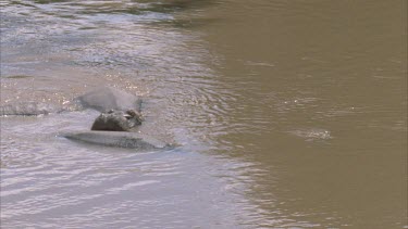 crocodile swimming around pod of hippo