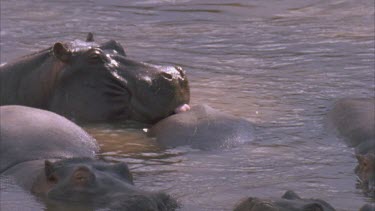 one hippo licking other then moving away and yawning