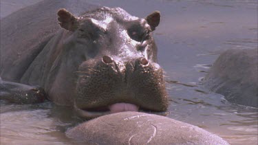 one hippo licking other then moving away and yawning. Calf nuzzles in close to dominant hippo.