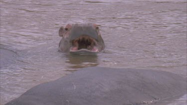 hippo calf chomping
