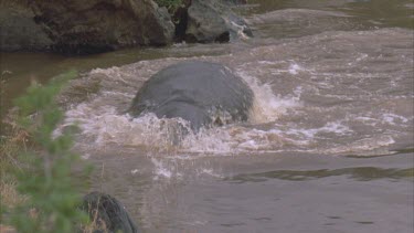 hippo jumps up and dives into water