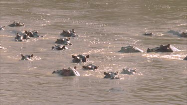 pod of hippos with only eyes and nostrils visible above the water