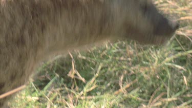 hyena looking for other predators, looking at camera