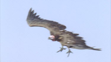 Lappet faced vulture landing at carcass