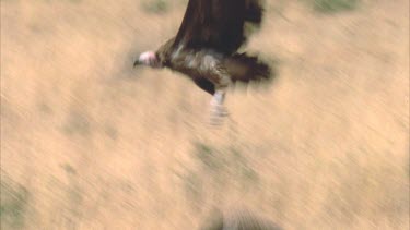 vulture taking off into the air and flying