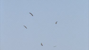 flock of vultures circling against blue sky above unseen carcass