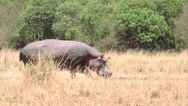 sick hippo walks across grass with herd of impala and wildebeest watching
