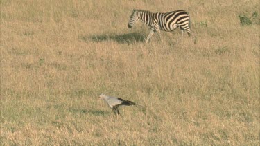 zebra and secretary bird walking in parallel across flat grassy plain