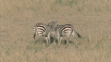 two zebras fighting and mock biting each other