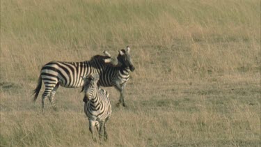 two zebras fighting and mock biting each other