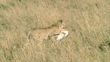 cheetah carrying Thompson's gazelle carcass, drops carcass and looks around
