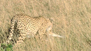 cheetah picks up carcass and walks off screen