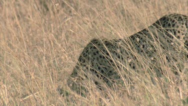 cheetah picks up carcass and walks off screen