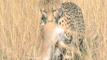 cheetah walking towards camera with carcass in mouth, drops carcass and looks around