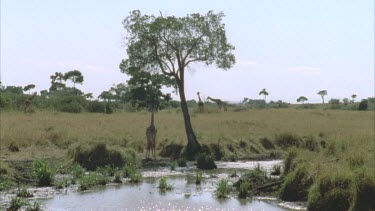 giraffe standing at waterhole with two giraffe in background