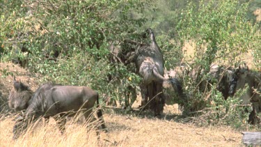 wildebeest mating