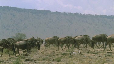 herd of wildebeest on the move dust storm breaks out