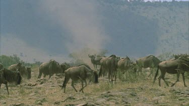 dust eddy tornado behind walking wildebeest