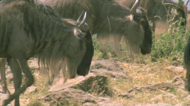 walking wildebeest