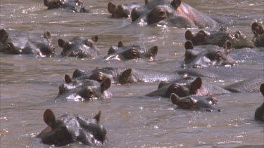 pod of hippo looking at camera, big alpha male hippo with females and calves
