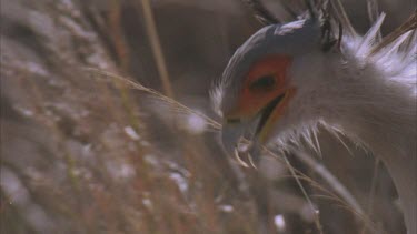 secretary bird looking for snakes in tall grass