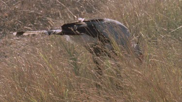 secretary bird hunting for snakes in tall grass. It catches one and swallows it
