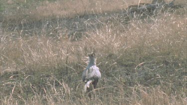 secretary bird walking away from camera, impala run across screen