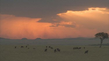 herd of wildebeest grazing beneath dramatic sky. Rays of sunshine piercing dark clouds, pink sky on horizon.