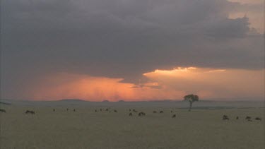 herd of wildebeest grazing beneath dramatic sky. Rays of sunshine piercing dark clouds, pink sky on horizon.