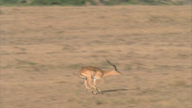 male impala pronking