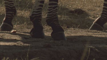 zebra legs walking away from camera