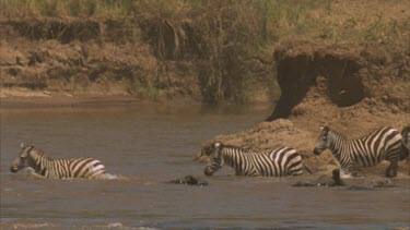 zebras crossing river in single file