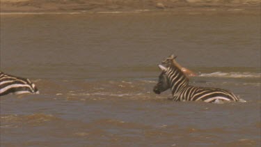 zebras and Thompson's gazelle crossing river pass a hippo going in the opposite direction