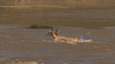 Thompson's gazelle swimming across Mara river struggle to climb out the other side.