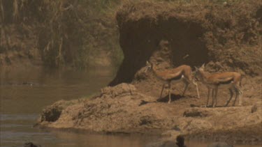 Thompson's gazelle at river bank watching water nervously. A croc swim past in the background.
