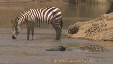 Zebra at river bank with croc swimming towards it