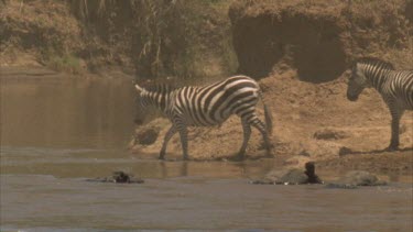 zebras crossing river, a croc waits in very close by. The crocodile swim after the zebras but does not strike.