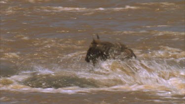single wildebeest crossing river at rapids, struggling to get over boulders and rapids.
