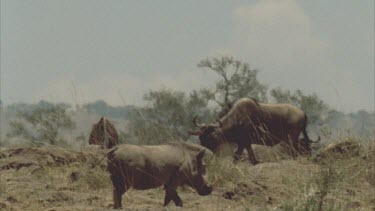warthog walking past herd of wildebeest. Wildebeest watch the warthog.