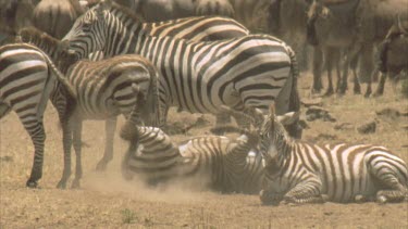 zebra rolling in dust, herd in background
