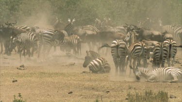 zebras rolling in the dust