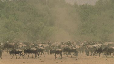 dust storm whirls through herd of zebra and wildebeest