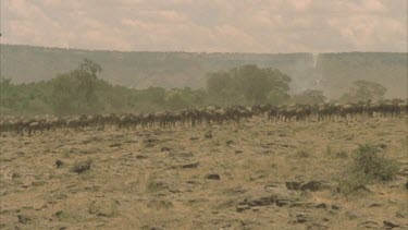 large wildebeest herd on the move