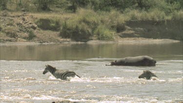 wildebeest, zebra crossing river. Hippo in background