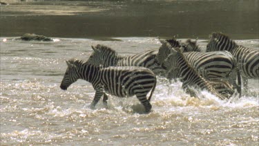 wildebeest, zebra crossing river